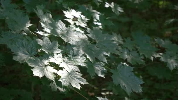 Feuillage Vert Érable Oscillant Dans Vent — Video