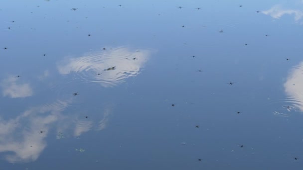 Escarabajos Agua Rodean Superficie Del Lago — Vídeo de stock