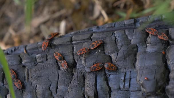 Scarabei Pompieri Rossi Accoppiano Legno Bruciato — Video Stock