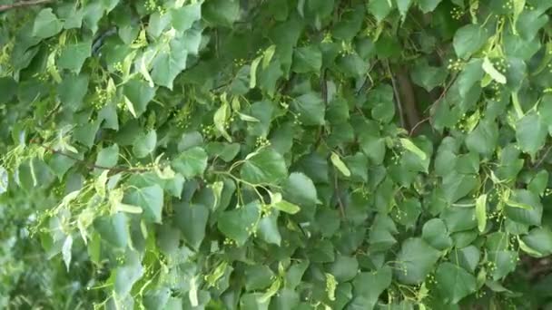 Feuillage Vert Tilleul Fleurs Dans Vent — Video