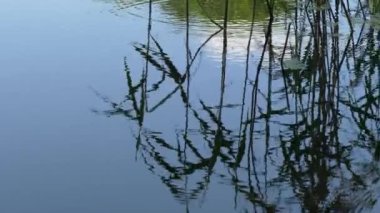 sakin bir orman gölü üzerinde yaz manzara