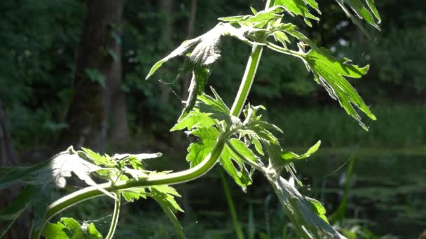 Fond Forêt Verte Solide Végétation Est Épaisse Forêt — Video