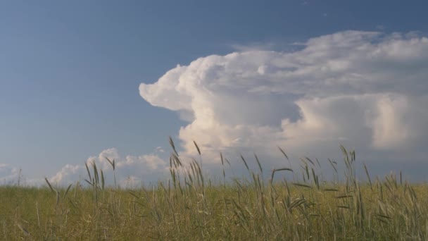 Witte Wolken Zweven Boven Het Graanveld — Stockvideo