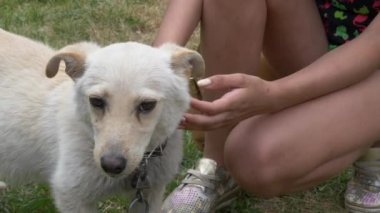 Safkan, tasmalı küçük bir köpek.