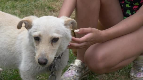 Hof Reinrassiger Weißer Kleiner Hund Mit Halsband — Stockvideo