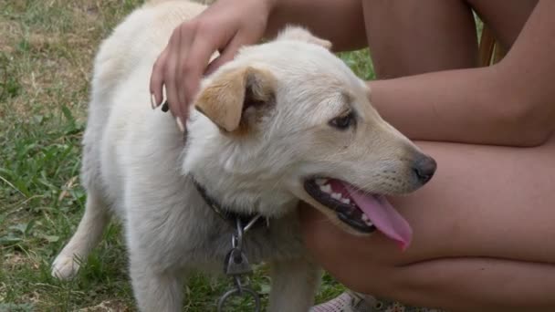 Jarda Raça Branca Pequeno Cão Com Uma Coleira — Vídeo de Stock