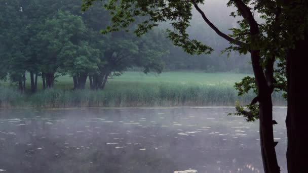 Nebel Über Dem Waldsee Bei Sonnenaufgang Sommer — Stockvideo