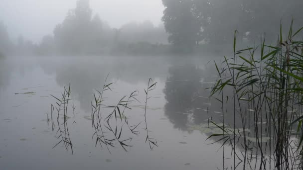 Dimma Över Forest Lake Vid Soluppgången Sommaren — Stockvideo