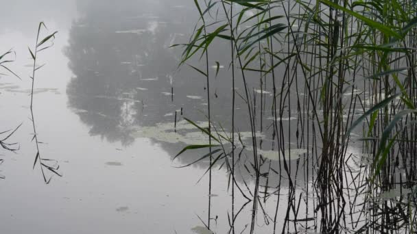 Nebbia Sul Lago Foresta All Alba Estate — Video Stock