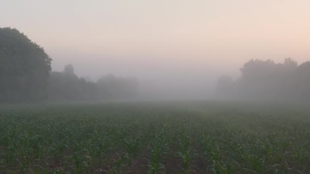 Niebla Amanecer Sobre Campo Tierras Cultivo — Vídeos de Stock