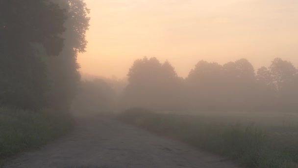 Brouillard Sur Route Campagne Lever Soleil Été — Video