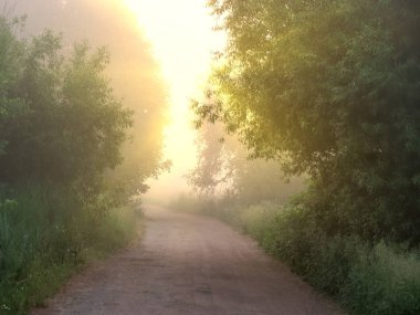 ağaçların kemer penceresi. şafakta sis