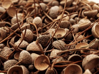 tembel meşe tohumlarından kabukları