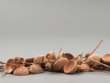 tembel meşe tohumlarından kabukları