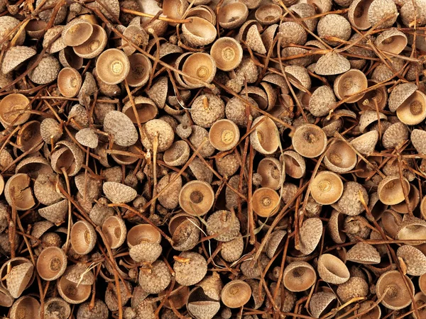 Gusci dai semi di quercia pigra — Foto Stock