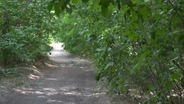 Bosweg Het Groene Struikgewas Zomer — Stockvideo