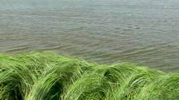 Висока Зелена Трава Вітрі Біля Озера — стокове відео