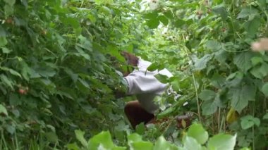 bahçede ahududu çalılar için bakım kadın