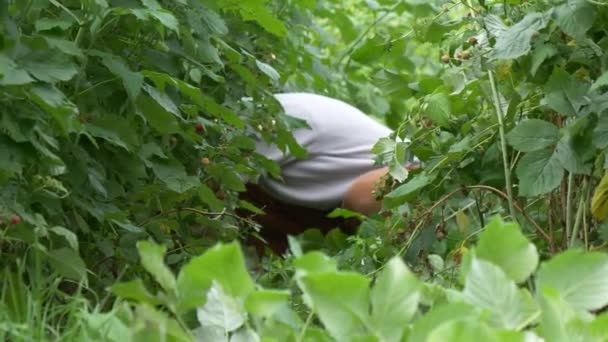 Mujer Cuidando Los Arbustos Frambuesa Jardín — Vídeo de stock