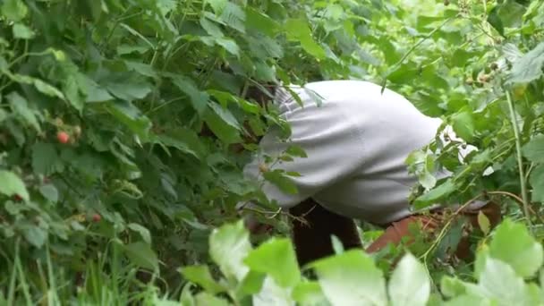 Kvinna Hand Hallonbuskar Trädgården — Stockvideo