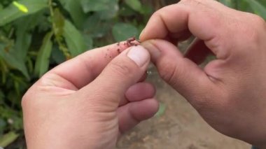 Balıkçılık solucan adam kanca koyar