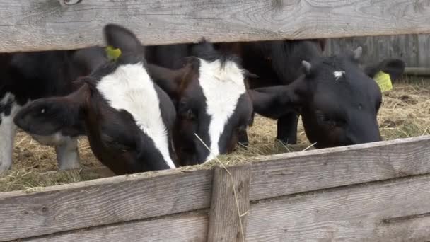 若い牛の子牛はペンで干し草を食べる — ストック動画