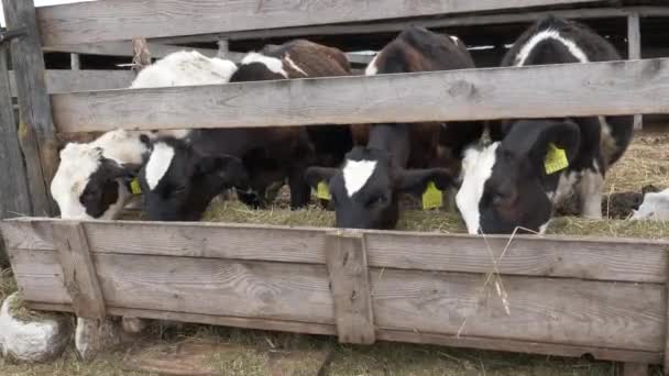 Unge Kalver Spiser Høy Innhegning – stockvideo