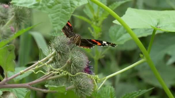 Vackra Fjäril Urtikaria Dricker Nektar Från Blomma — Stockvideo