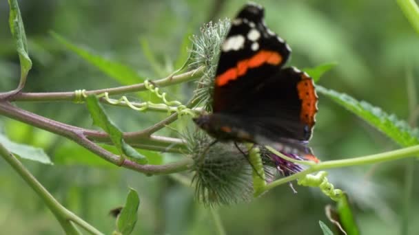 Hermosa Mariposa Urticaria Beber Néctar Una Flor — Vídeos de Stock