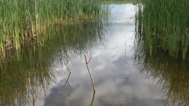 Endroit Parfait Sur Étang Canne Pêche — Video