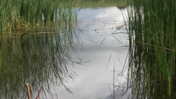 Perfect Spot Fishing Rod Pond — Stock Video