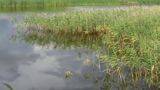 钓鱼竿池塘上的完美点 — 图库视频影像