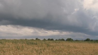 sarı tahıl alanı üzerinde fırtına bulutlar