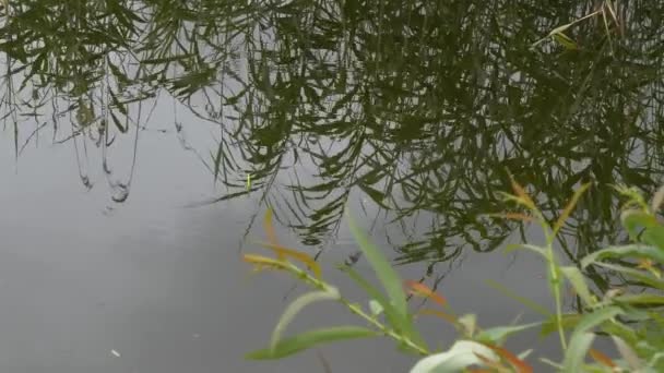 Local Perfeito Uma Lagoa Haste Pesca — Vídeo de Stock