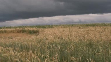 sarı tahıl alanı üzerinde fırtına bulutlar