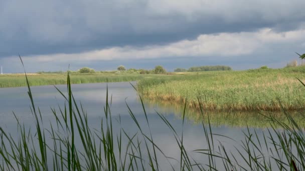 Storm Clouds Lake Reeds — Stock Video