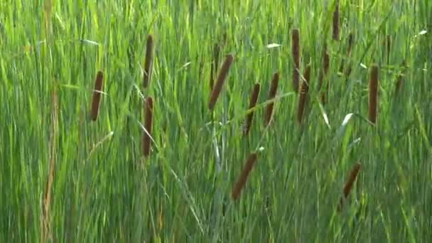 Mooie Tall Riet Zwaaien Wind — Stockvideo