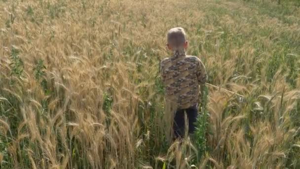 Boy Walks Grain Field Eats Spikelets — Stock Video