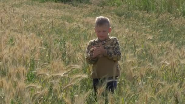 Jongen Loopt Een Graanveld Eet Spikeletten — Stockvideo