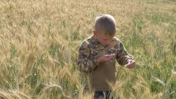 男孩走在粮田里 吃尖刺 — 图库视频影像