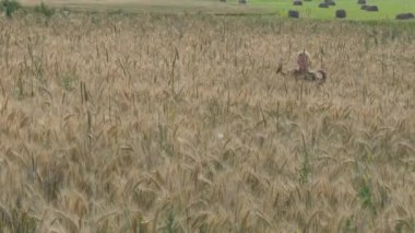 Çocuk bir tahıl alanında yürür. başakçık yiyor.