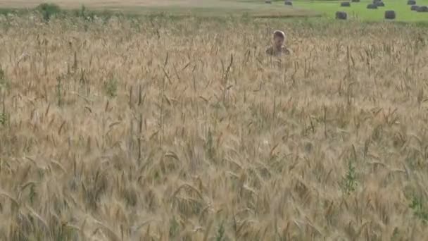 Rapaz Caminha Num Campo Cereais Come Espiguetas — Vídeo de Stock