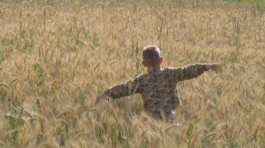 Çocuk bir tahıl alanında yürür. başakçık yiyor.