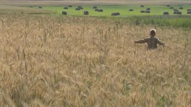 少年は穀物畑を歩く 小物を食べる — ストック動画
