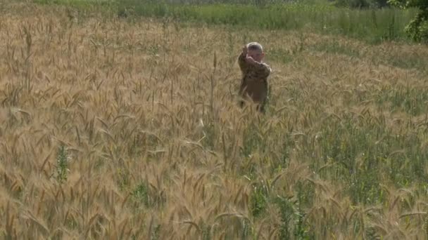 Ragazzo Cammina Campo Grano Mangia Spighette — Video Stock