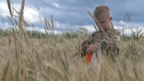 Хлопчик Ходить Зерновому Полі Їсть Колоски — стокове відео