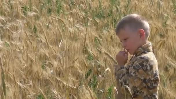 Ragazzo Cammina Campo Grano Mangia Spighette — Video Stock