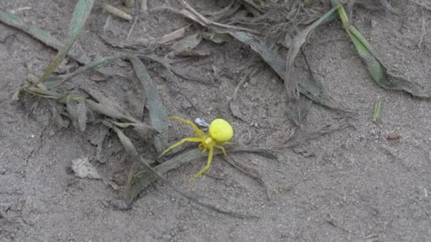 地面に這う美しい黄色の大きなクモ — ストック動画