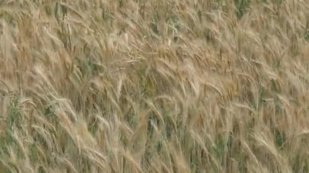 Зерновые Поля Желтые Шипы Раскачиваются Ветру — стоковое видео