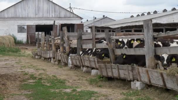 Vacas Jóvenes Terneros Comen Heno Corral — Vídeo de stock